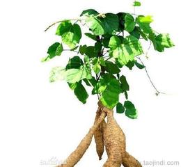 供應植物提取物 可靠的植物提取物廠家貨源 供應信息