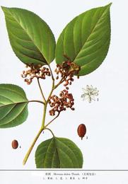 植物提取物價格 植物提取物廠家 植物提取物批發