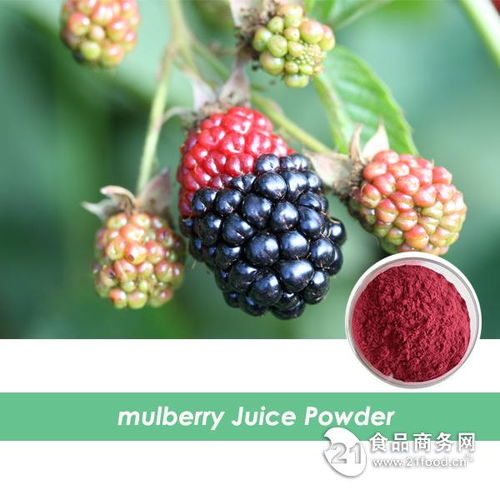 西安旭煌生物 工廠直銷高品質桑葚粉，批發價格優勢顯著